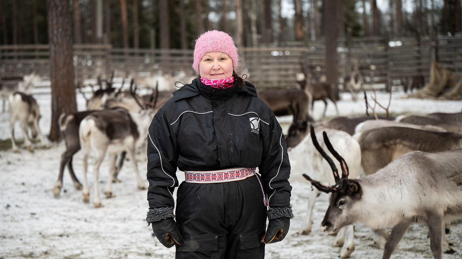 Poromies-lehden päätoimittaja Anne Ollilalle porot ovat tapa kiinnittyä maailmaan